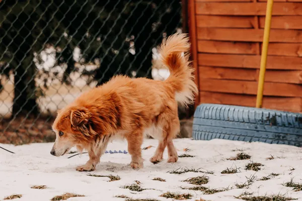 Pies do adopcji, Czartki, 4 lutego 2026 (3/5)