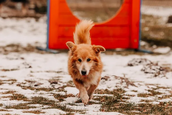 Pies do adopcji, Czartki, 4 lutego 2026 (5/5)