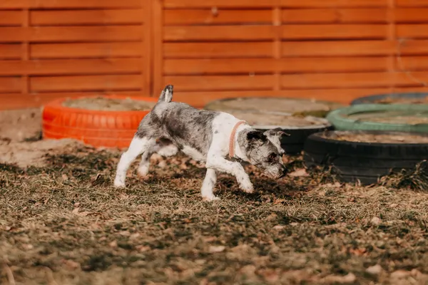 Pies do adopcji, Czartki, 4 lutego 2026 (1/5)