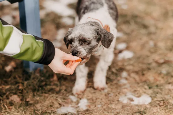 Pies do adopcji, Czartki, 4 lutego 2026 (2/5)