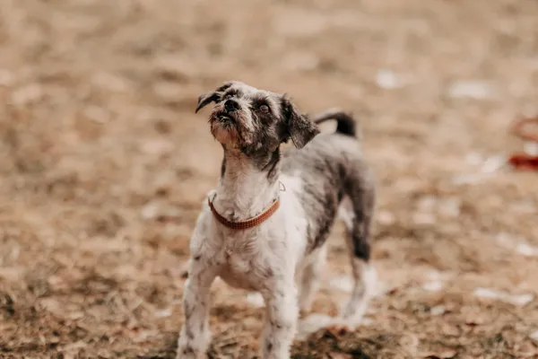 Pies do adopcji, Czartki, 4 lutego 2026 (5/5)