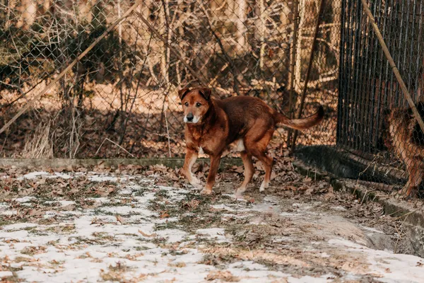 Pies do adopcji, Czartki, 4 lutego 2026 (1/5)