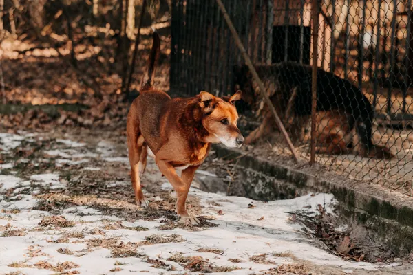Pies do adopcji, Czartki, 4 lutego 2026 (2/5)
