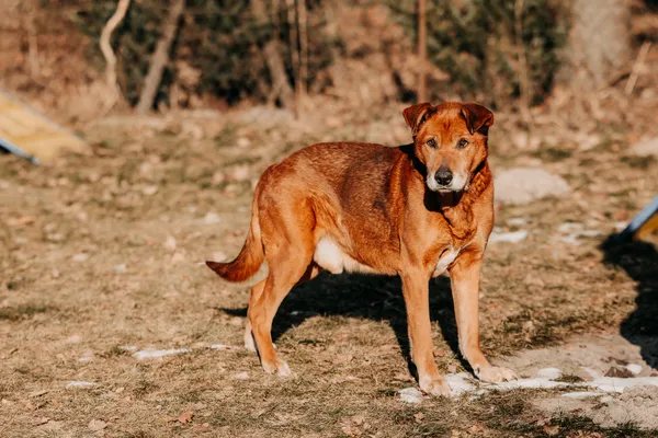 Pies do adopcji, Czartki, 4 lutego 2026 (3/5)