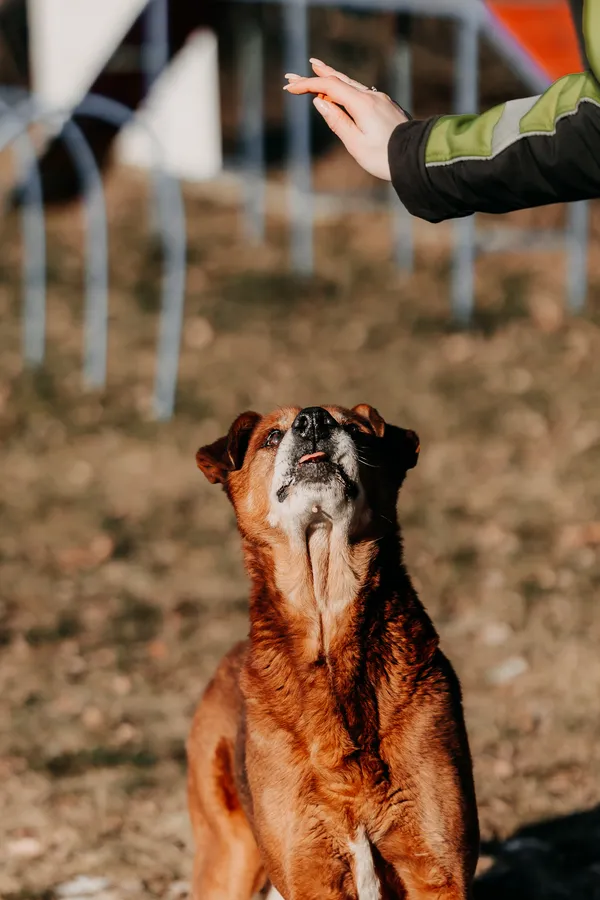 Pies do adopcji, Czartki, 4 lutego 2026 (4/5)