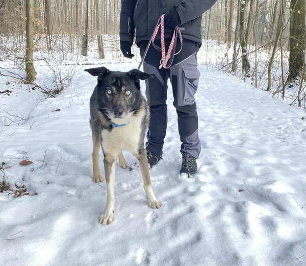 Pies do adopcji, Platerówka, 4 lutego 2026 (1/3)