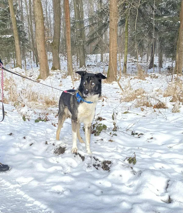 Pies do adopcji, Platerówka, 4 lutego 2026 (3/3)