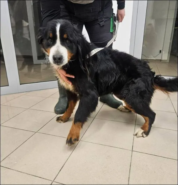 Znaleziono psa, Grudziądz, 30 stycznia 2026