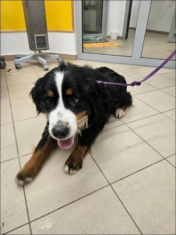 Znaleziono psa, Grudziądz, 30 stycznia 2026