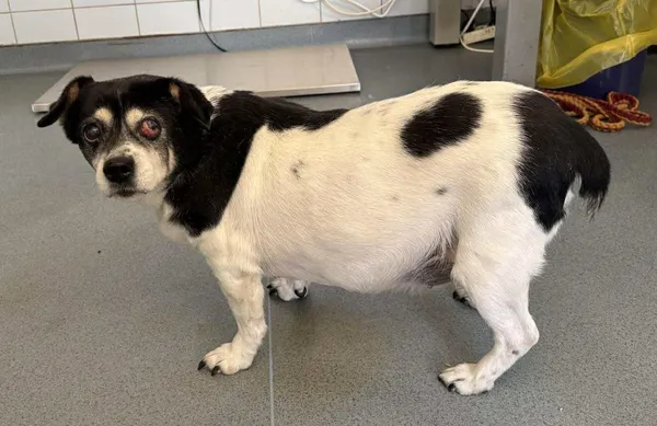 Znaleziono psa, Lublin, 3 lutego 2026