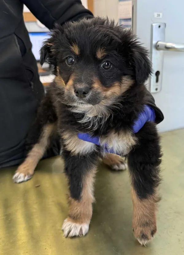 Znaleziono psa, Lublin, 3 lutego 2026