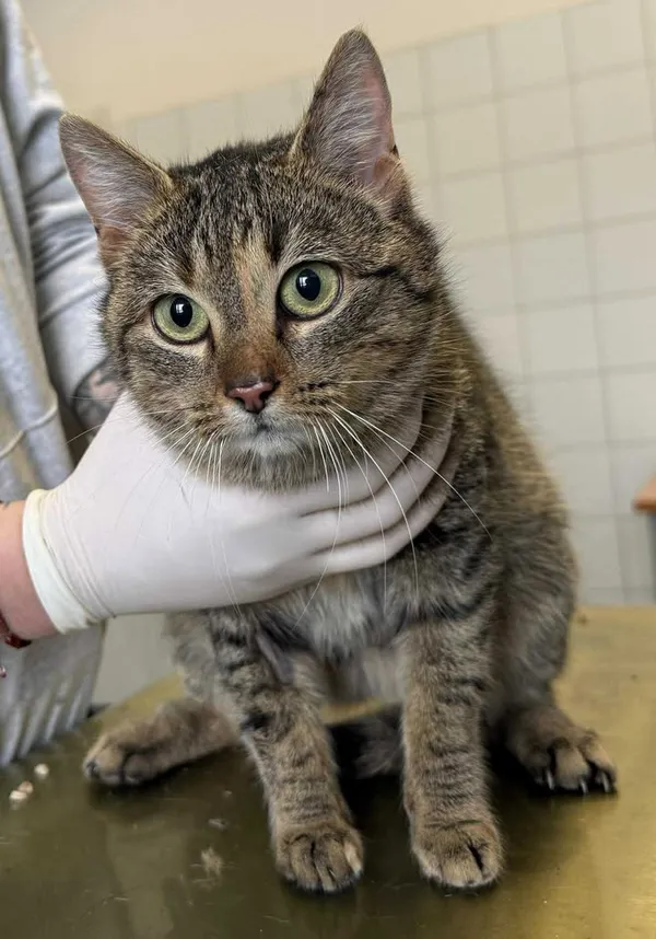 Znaleziono kota, Lublin, 4 lutego 2026