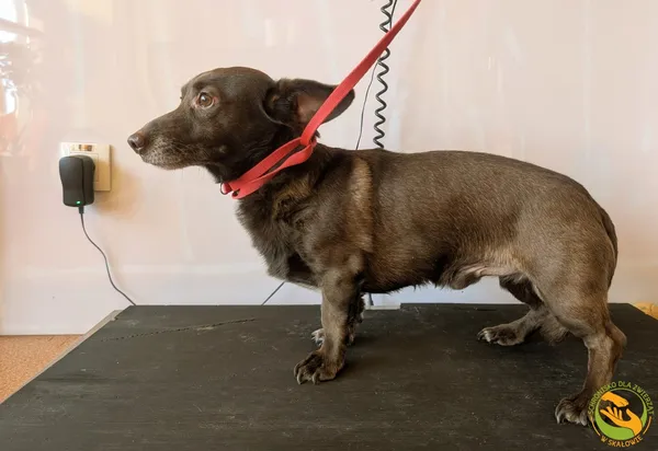 Znaleziono psa, Skałowo, 3 lutego 2026 (2/3)