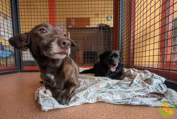 Znaleziono psa, Skałowo, 3 lutego 2026 (3/3)