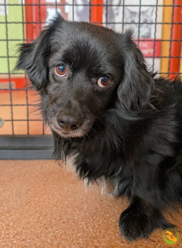 Znaleziono psa, Skałowo, 3 lutego 2026 (1/3)