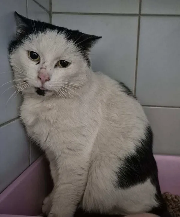 Znaleziono kota, Lublin, 4 lutego 2026