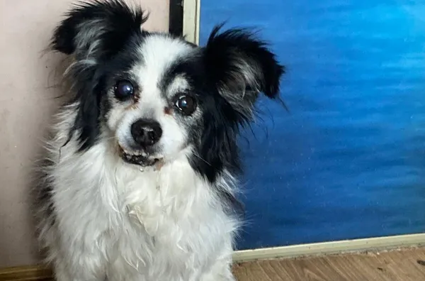 Pies do adopcji, Głowno, 3 lutego 2026 (1/2)