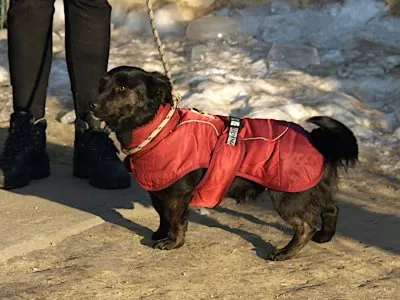 Pies do adopcji, Pabianice, 17 stycznia 2026 (1/2)