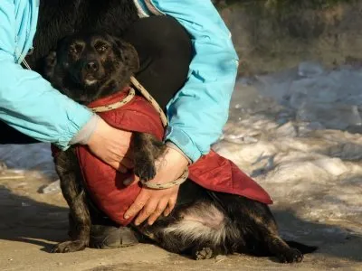 Pies do adopcji, Pabianice, 17 stycznia 2026 (2/2)