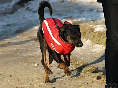 Pies do adopcji, Pabianice, 13 stycznia 2026 (1/4)