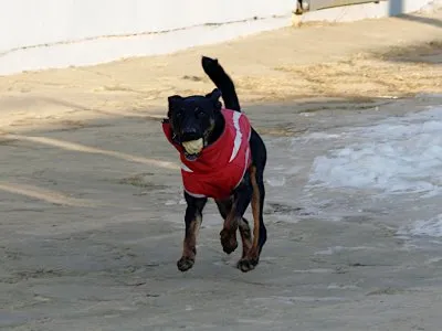 Pies do adopcji, Pabianice, 13 stycznia 2026 (2/4)