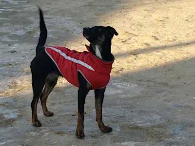 Pies do adopcji, Pabianice, 13 stycznia 2026 (4/4)