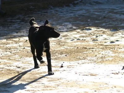 Pies do adopcji, Pabianice, 23 grudnia 2025 (2/2)