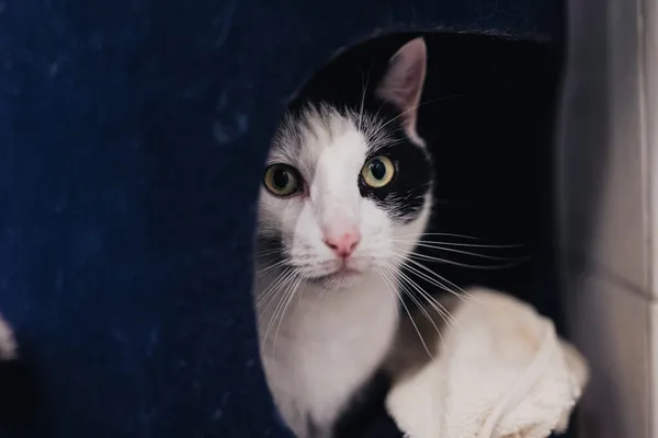 Kot do adopcji, Częstochowa, 31 lipca 2025 (1/2)