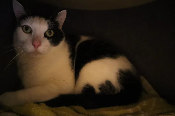 Kot do adopcji, Częstochowa, 31 lipca 2025 (2/2)