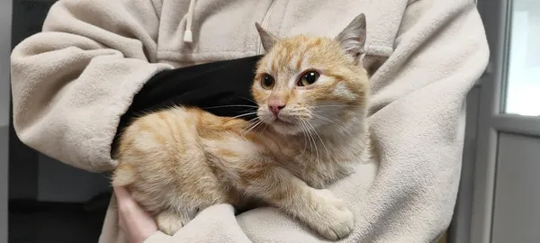 Znaleziono kota, Toruń, 3 lutego 2026