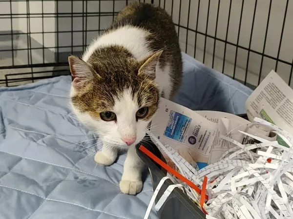 Znaleziono kota, Toruń, 2 lutego 2026