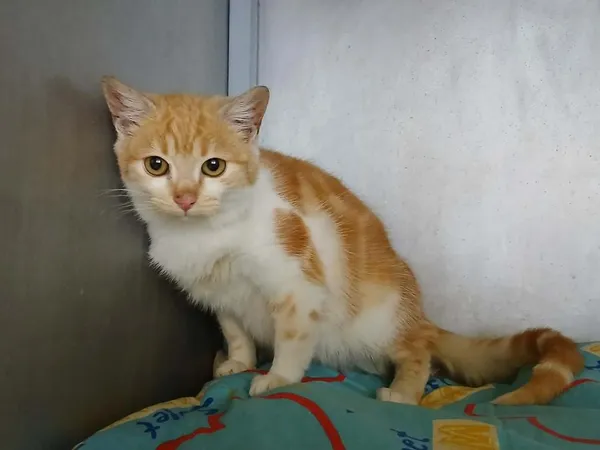 Znaleziono kota, Toruń, 2 lutego 2026