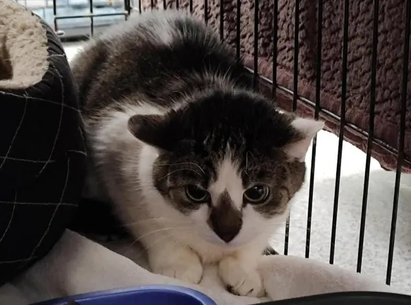 Znaleziono kota, Toruń, 1 lutego 2026