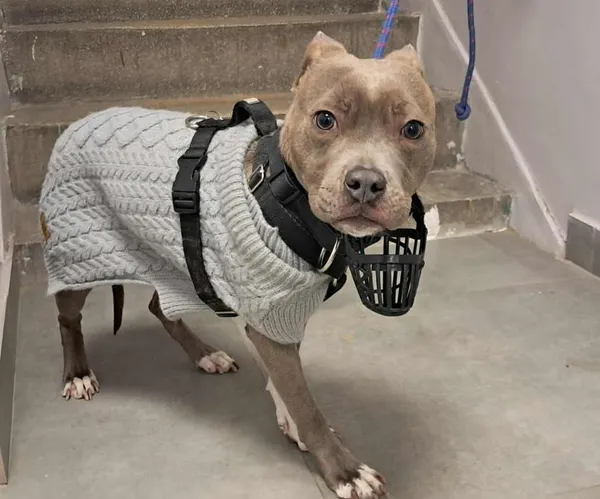 Znaleziono psa, Toruń, 30 stycznia 2026