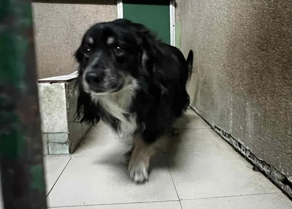 Znaleziono psa, Toruń, 29 stycznia 2026