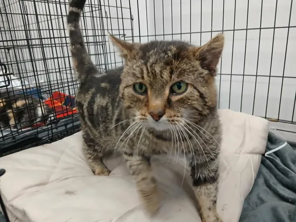 Znaleziono kota, Toruń, 1 lutego 2026