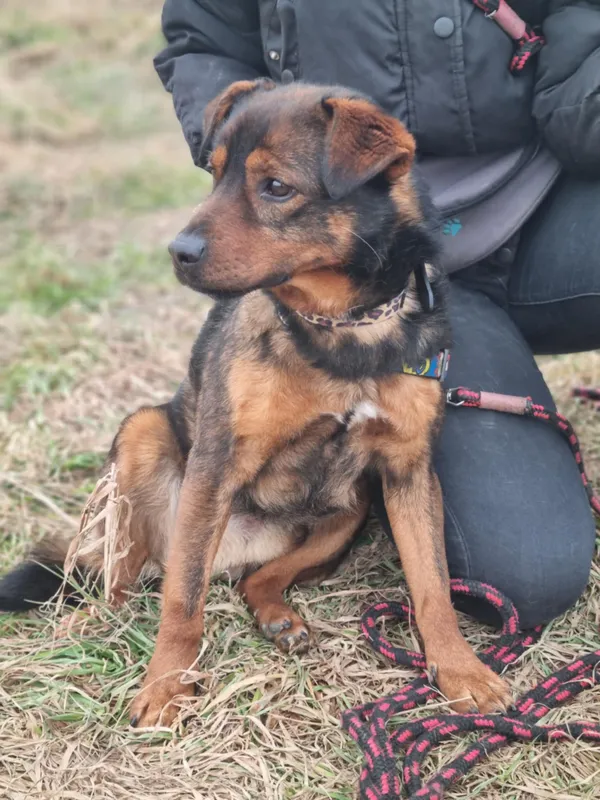 Pies do adopcji, Żywiec, 4 lutego 2026 (5/5)