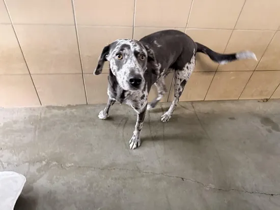 Pies do adopcji, Kraków, 21 stycznia 2026