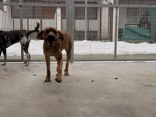 Pies do adopcji, Kraków, 21 stycznia 2026