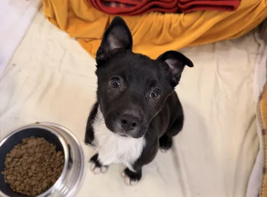 Pies do adopcji, Kraków, 4 lutego 2026