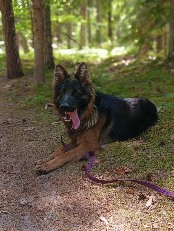 Pies do adopcji, Olsztyn, 10 sierpnia 2024 (1/4)