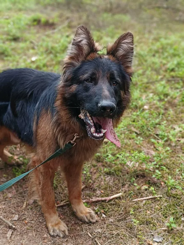 Pies do adopcji, Olsztyn, 10 sierpnia 2024 (3/4)