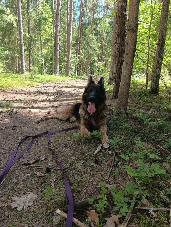 Pies do adopcji, Olsztyn, 10 sierpnia 2024 (4/4)