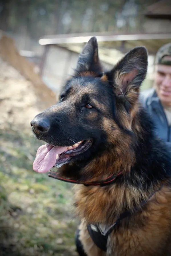 Pies do adopcji, Olsztyn, 10 sierpnia 2024 (1/4)