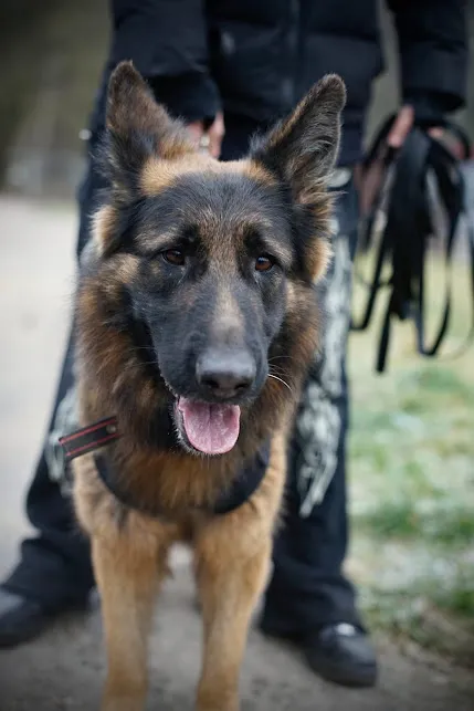 Pies do adopcji, Olsztyn, 10 sierpnia 2024 (3/4)