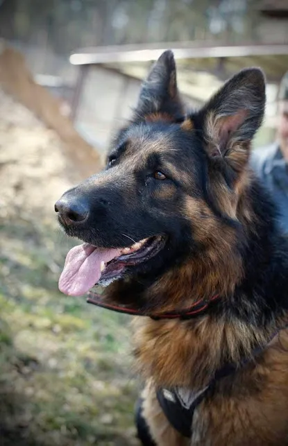 Pies do adopcji, Olsztyn, 10 sierpnia 2024 (4/4)