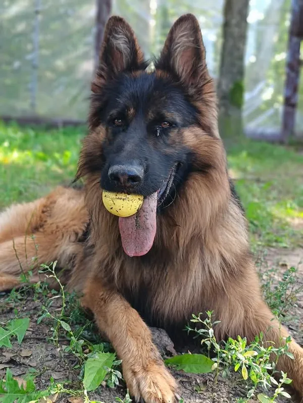 Pies do adopcji, Olsztyn, 10 sierpnia 2024 (1/4)