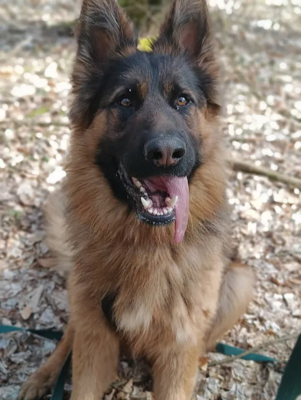 Pies do adopcji, Olsztyn, 10 sierpnia 2024 (2/4)