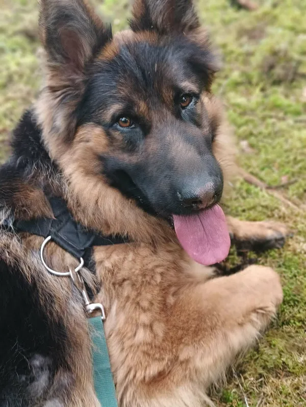 Pies do adopcji, Olsztyn, 10 sierpnia 2024 (4/4)