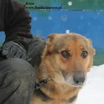 Pies do adopcji